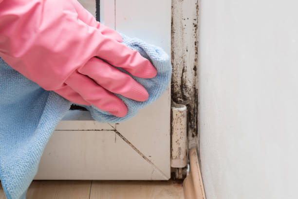 Best Black Mold Removal  in Cookeville, TN