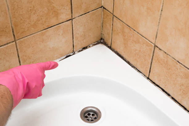 Best Commercial Mold Removal  in Cookeville, TN